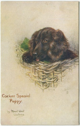 Cocker spaniel puppy maud - cocker,