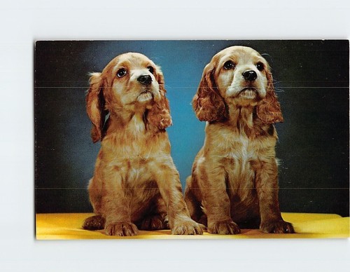 Postcard cocker spaniel - postcard,