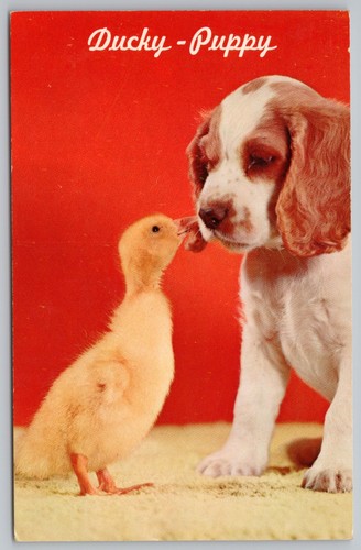 Yellow duckling and cocker - yellow,