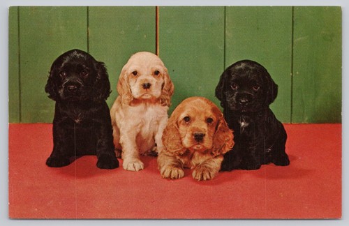 Vintage curteichcolor postcard - vintage,
