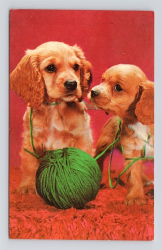 Cocker spaniel puppies puppy - spaniel,