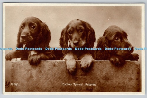 R760352 cocker spaniel - r760352,