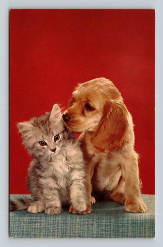 Cute kitten cocker spaniel - kitten,
