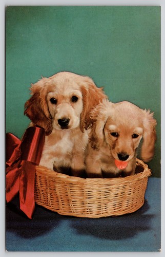 American cocker spaniel - cocker,