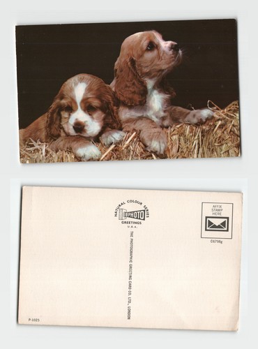 Postcard cocker spaniel - cocker,