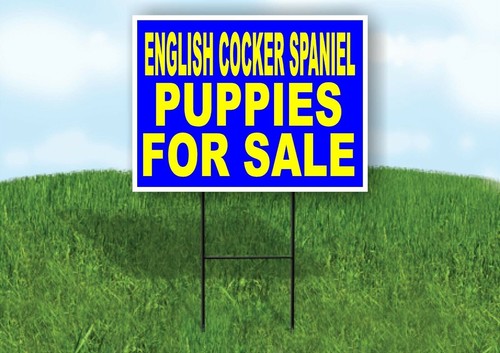 English cocker spaniel puppies - english,