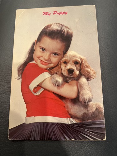Cocker spaniel dog postcard - cocker,
