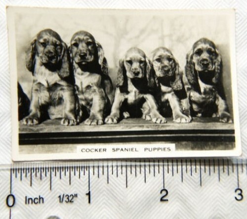 1939 senior service - dogs, 6
