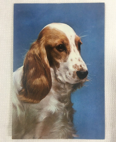 Cocker spaniel dog - spaniel, puppy