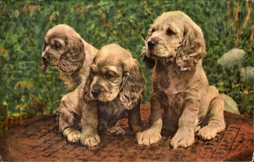 Cocker spaniel puppies dogs - , ~