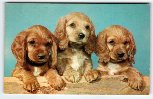 Cocker spaniel puppies - cocker,