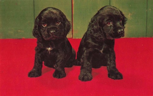 Bashful two cute black - cute,