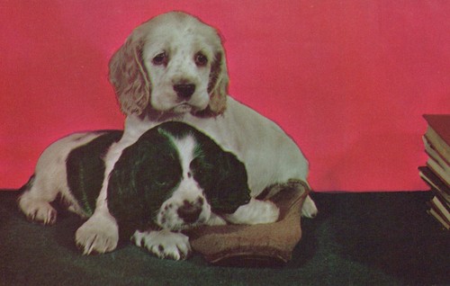 Two cocker spaniel - cocker,