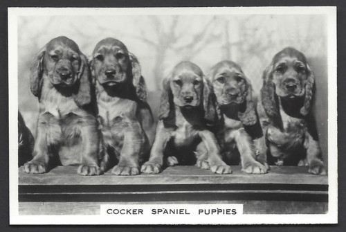 Pattreiouex dogs - (other),