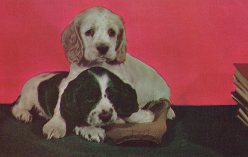Two cocker spaniel puppies - cocker,