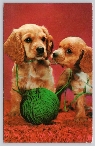 Vintage photochrome cocker - vintage,