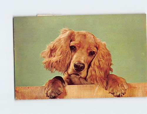 Postcard cute cocker spaniel - cocker,