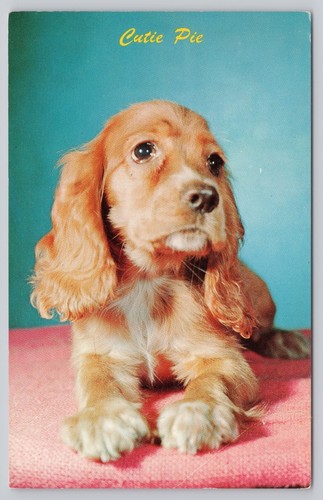Cocker spaniel puppy - spaniel, dog