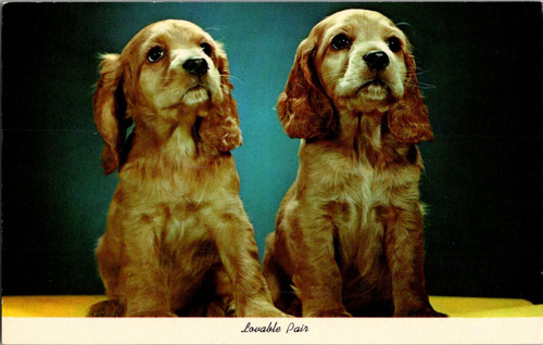 Postcard lovable pair cocker - lovable,