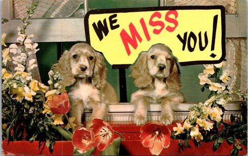 Miss you cocker spaniel - you,