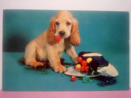 Cocker spaniel puppy - cocker,