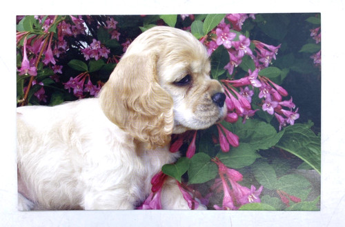 Cocker spaniel puppy postcard - spaniel,