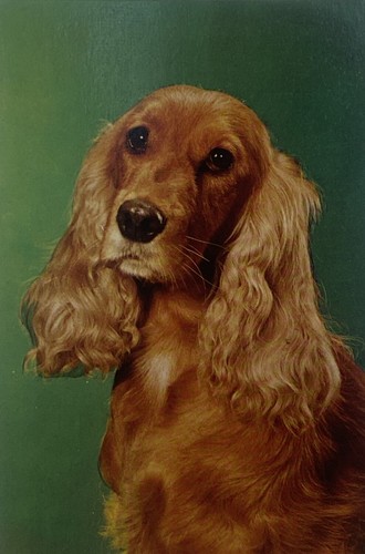 Cocker spaniel dog portrait - cocker,