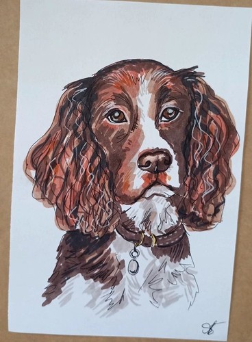 Cocker spaniel dog portrait - dog,