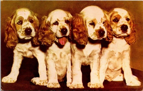 Posted four cocker - cocker, spaniel