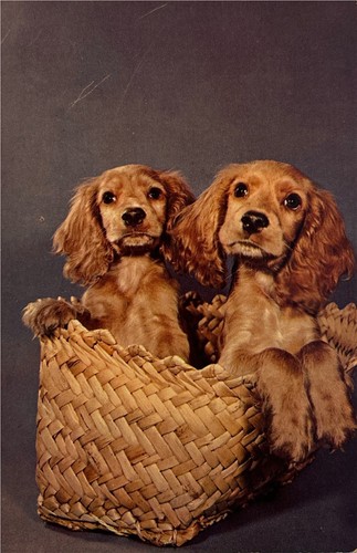 Vintage 1950s postcard cute - vintage,