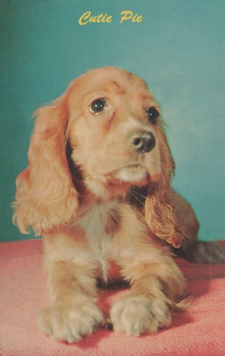 Cutie pie cocker spaniel puppy - cutie,