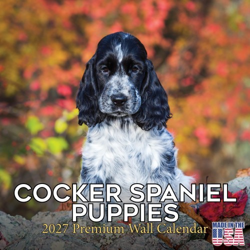 Cocker spaniel pups - cocker,