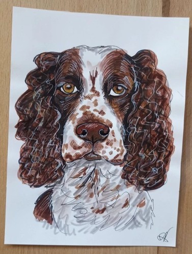 Cocker spaniel dog portrait - cocker,