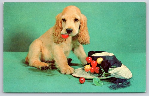 Bad boy cocker spaniel puppy - cocker,