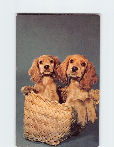 Postcard cocker spaniel - postcard,