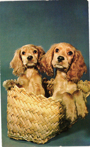 Vintage cocker spaniel puppies - cocker,