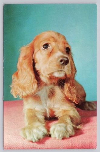 Vintage cutie pie cocker - vintage,