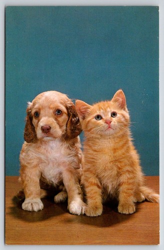 Postcard puppy cocker - postcard,