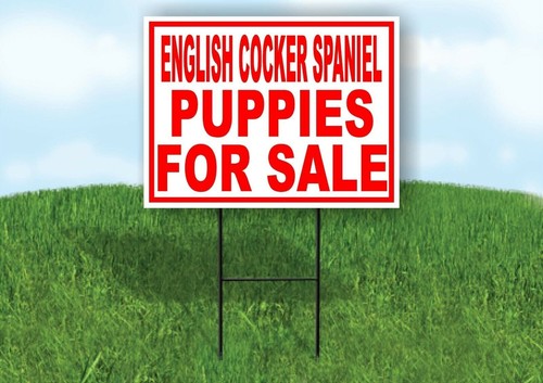 English cocker spaniel puppies - english,