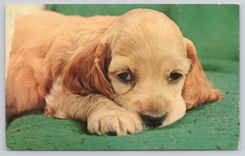 Cocker spaniel puppy adorable - cocker,