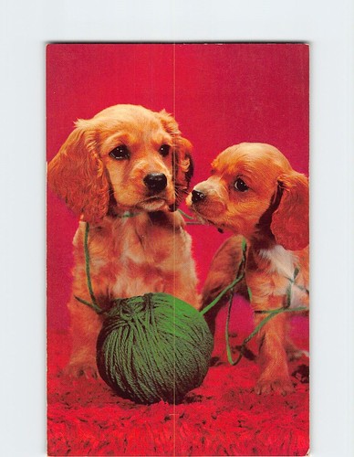 Postcard cocker spaniel - postcard,