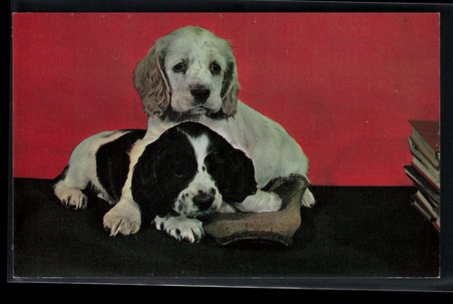 Dog postcard puppy cocker - postcard,