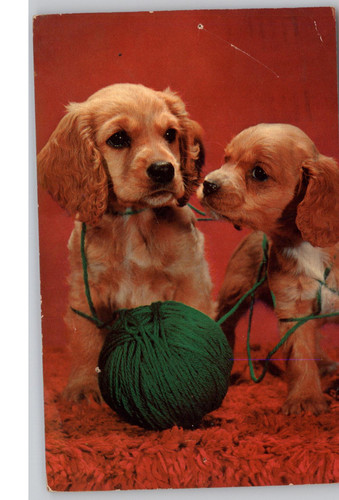 Two puppies with green yarn - with,